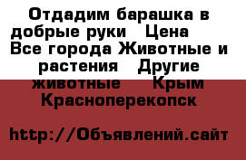 Отдадим барашка в добрые руки › Цена ­ 1 - Все города Животные и растения » Другие животные   . Крым,Красноперекопск